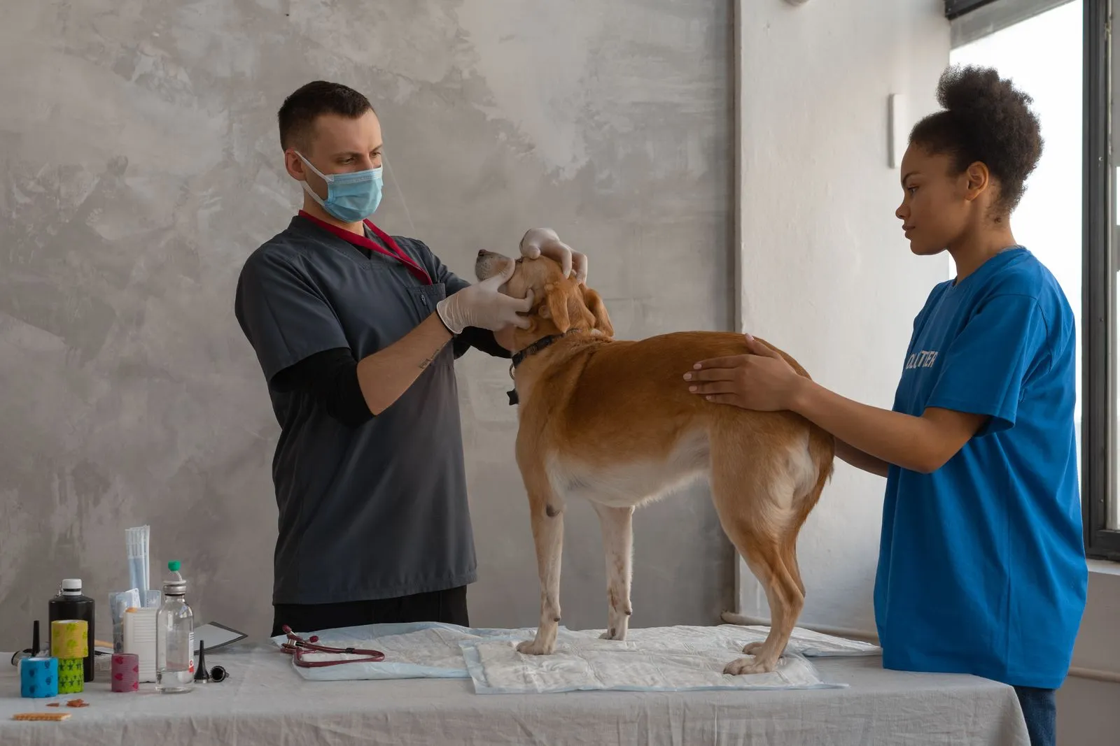 How Often Should Your Pet Get a Checkup?